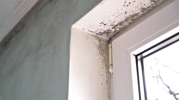 Best Industrial Mold Remediation  in Somerset, WI