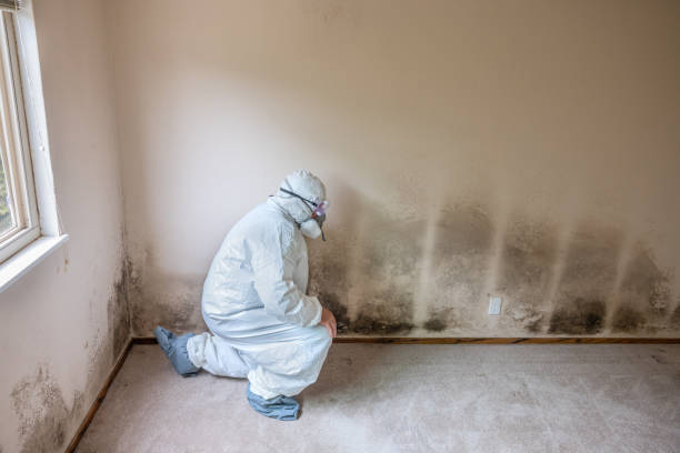 Best Air Quality Testing for Mold Spores  in Somerset, WI